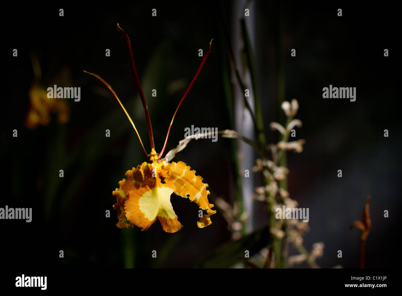 Butterfly orchid (Psychopsis papilio) in greenhouse Stock Photo