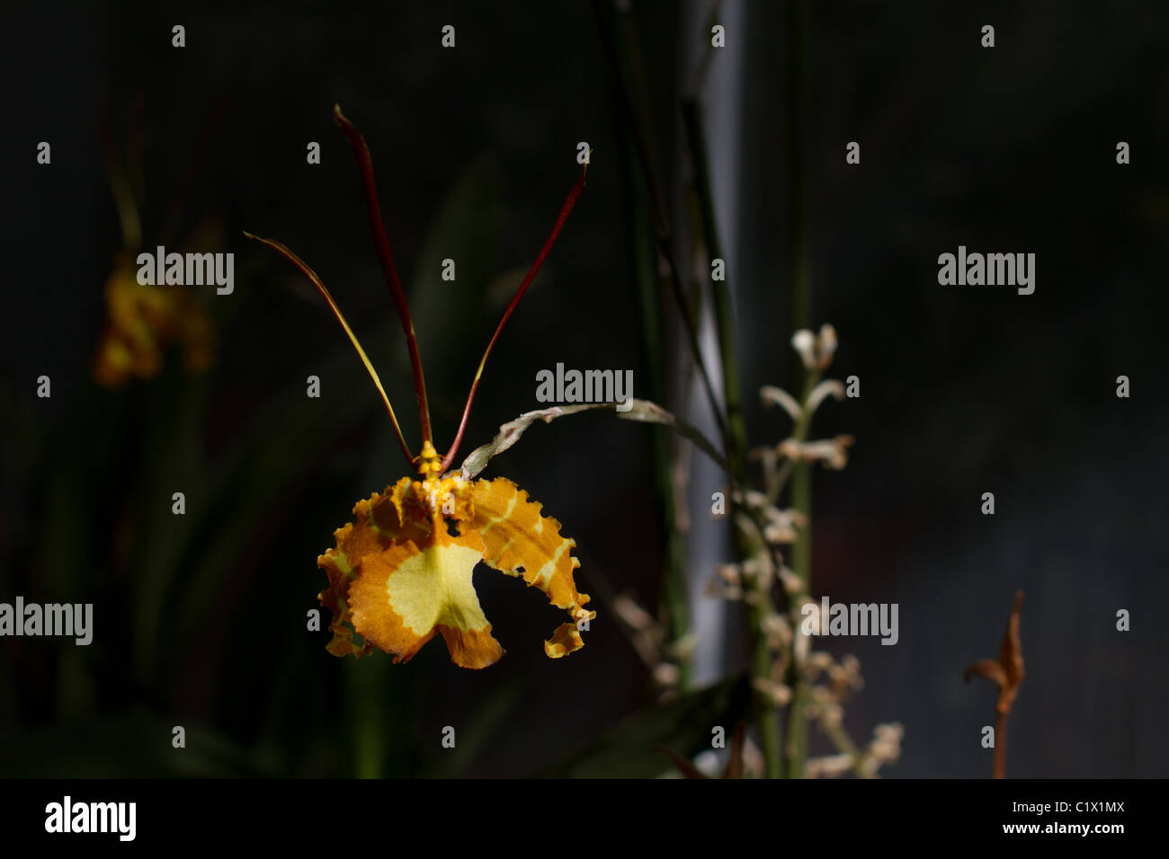 Butterfly orchid (Psychopsis papilio) Stock Photo
