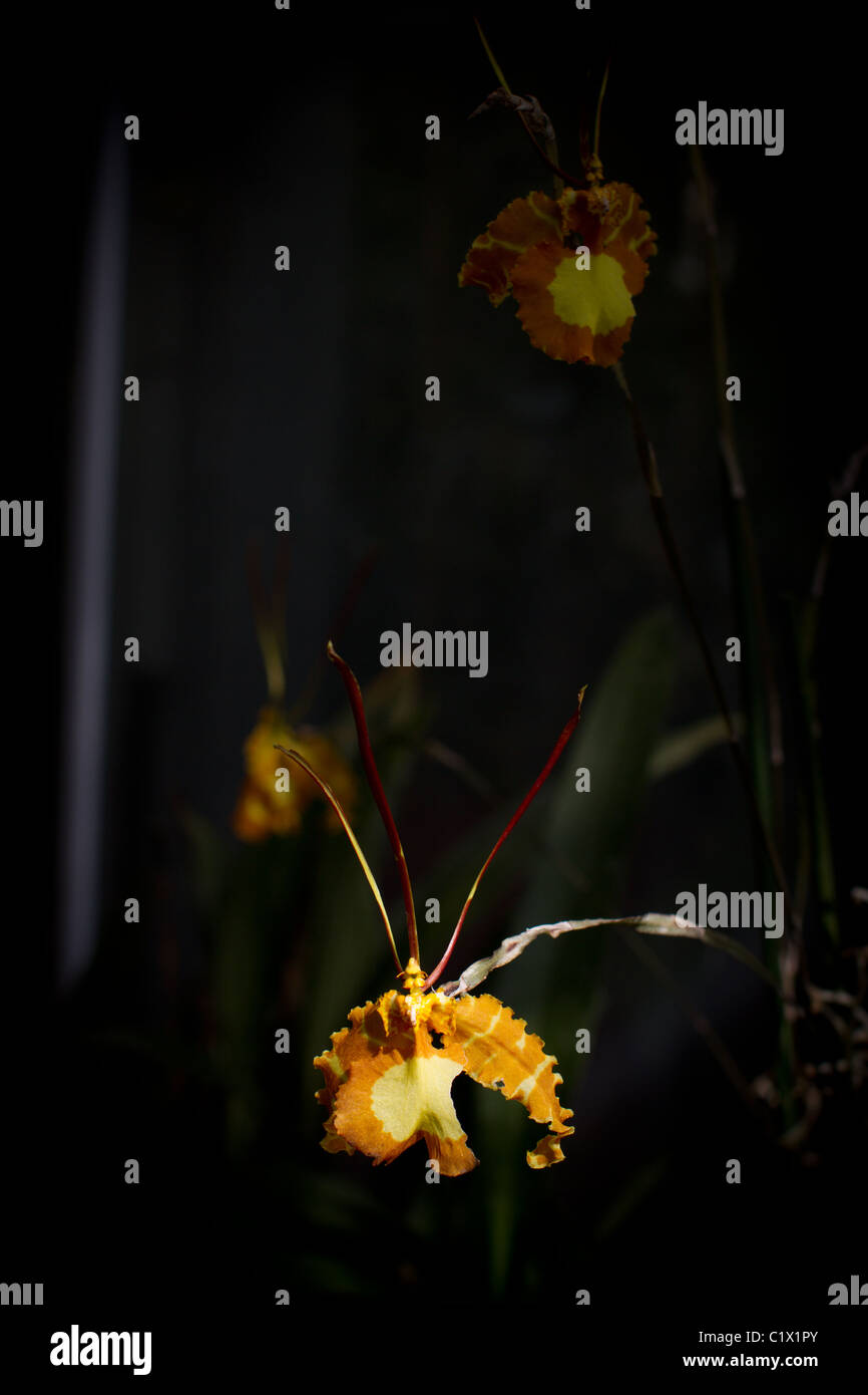 Butterfly Orchid (Psychopsis papilio) Stock Photo