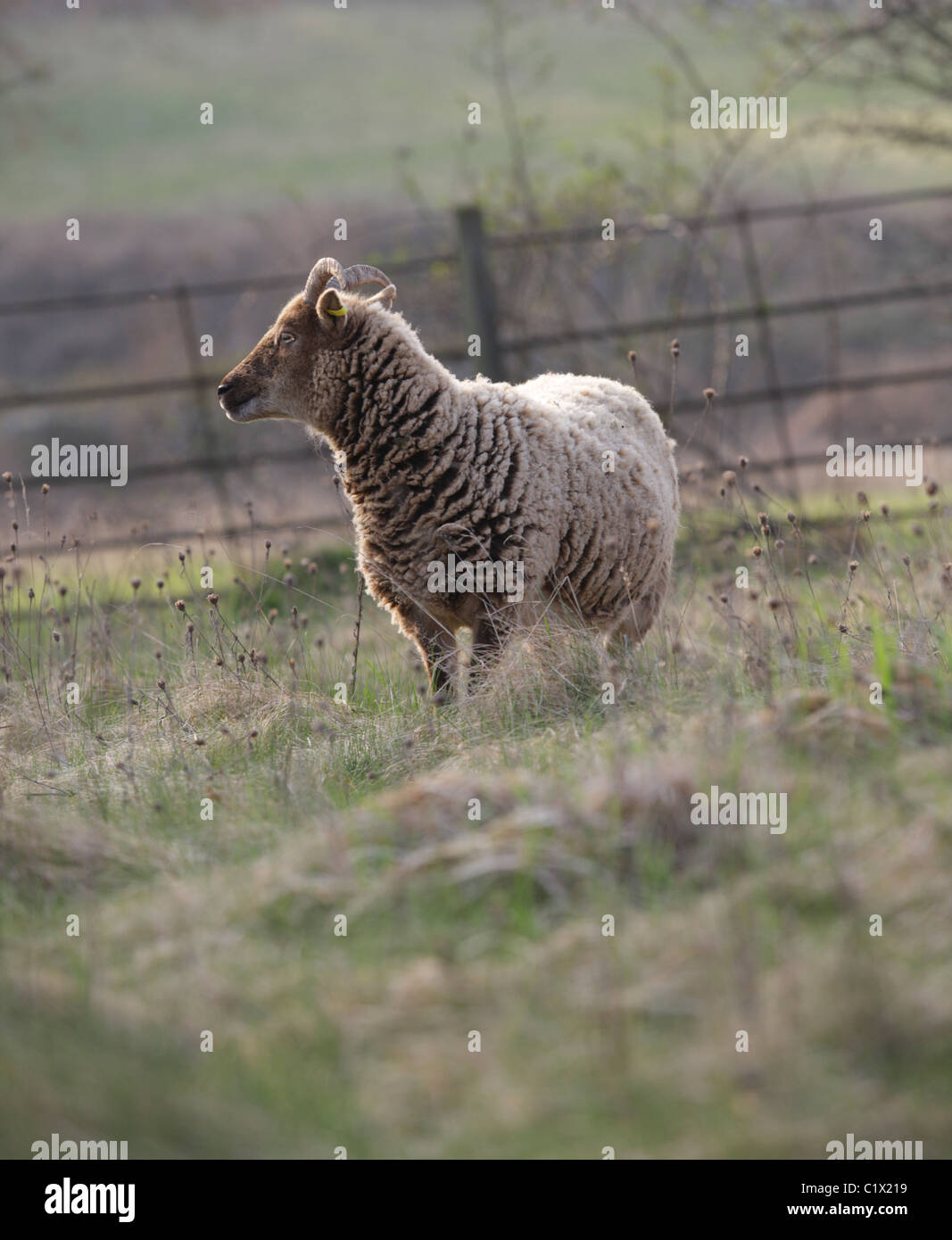 Castlemilk Moorit rare breed sheep Stock Photo Alamy