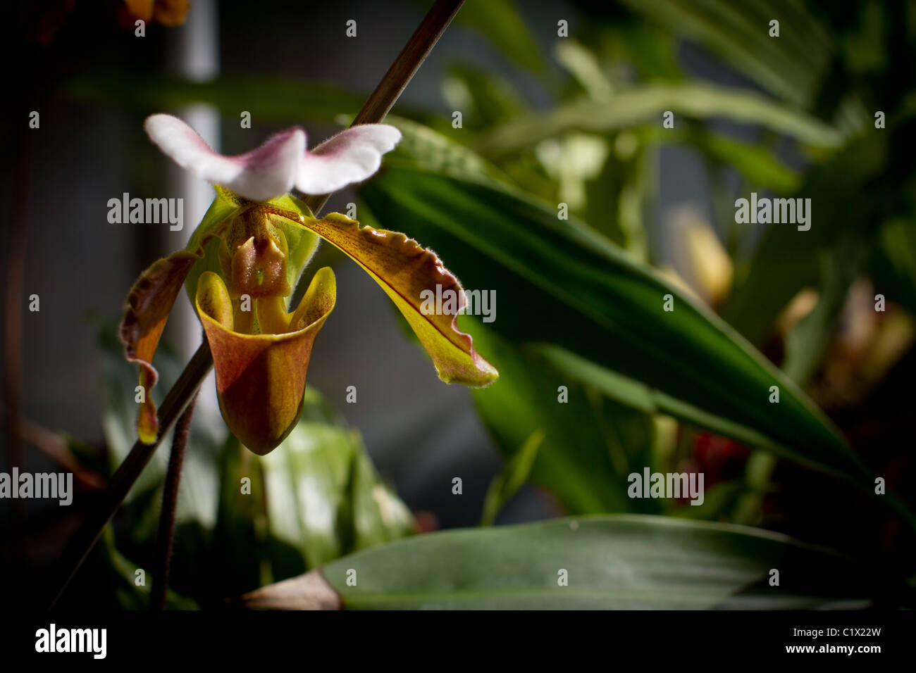 Paphiopedlium orchid in greenhouse Stock Photo