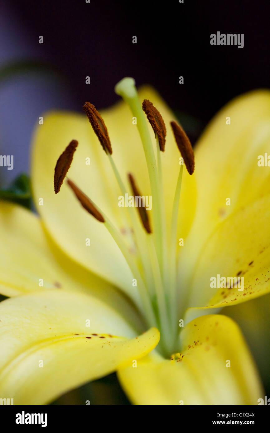Close up view of a tiger lily flower Stock Photo Alamy