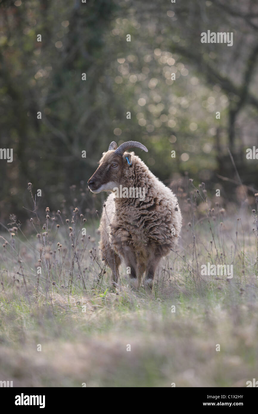 Castlemilk Moorit rare breed sheep Stock Photo Alamy