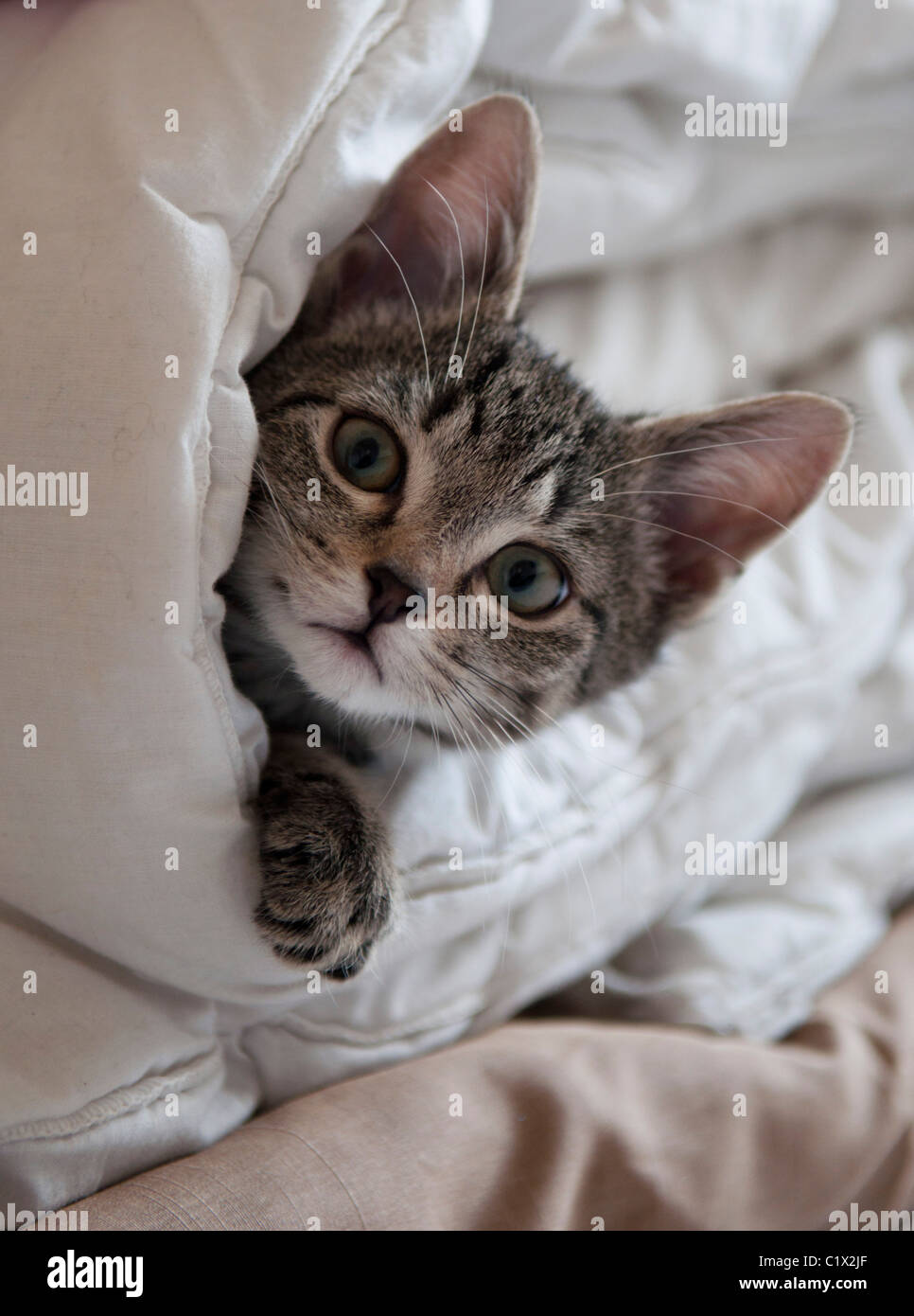 A young 2 month kitten peeking out from a duvet Stock Photo