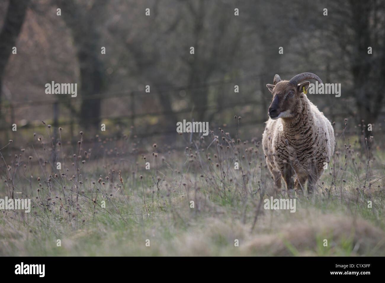 Castlemilk Moorit rare breed sheep Stock Photo Alamy