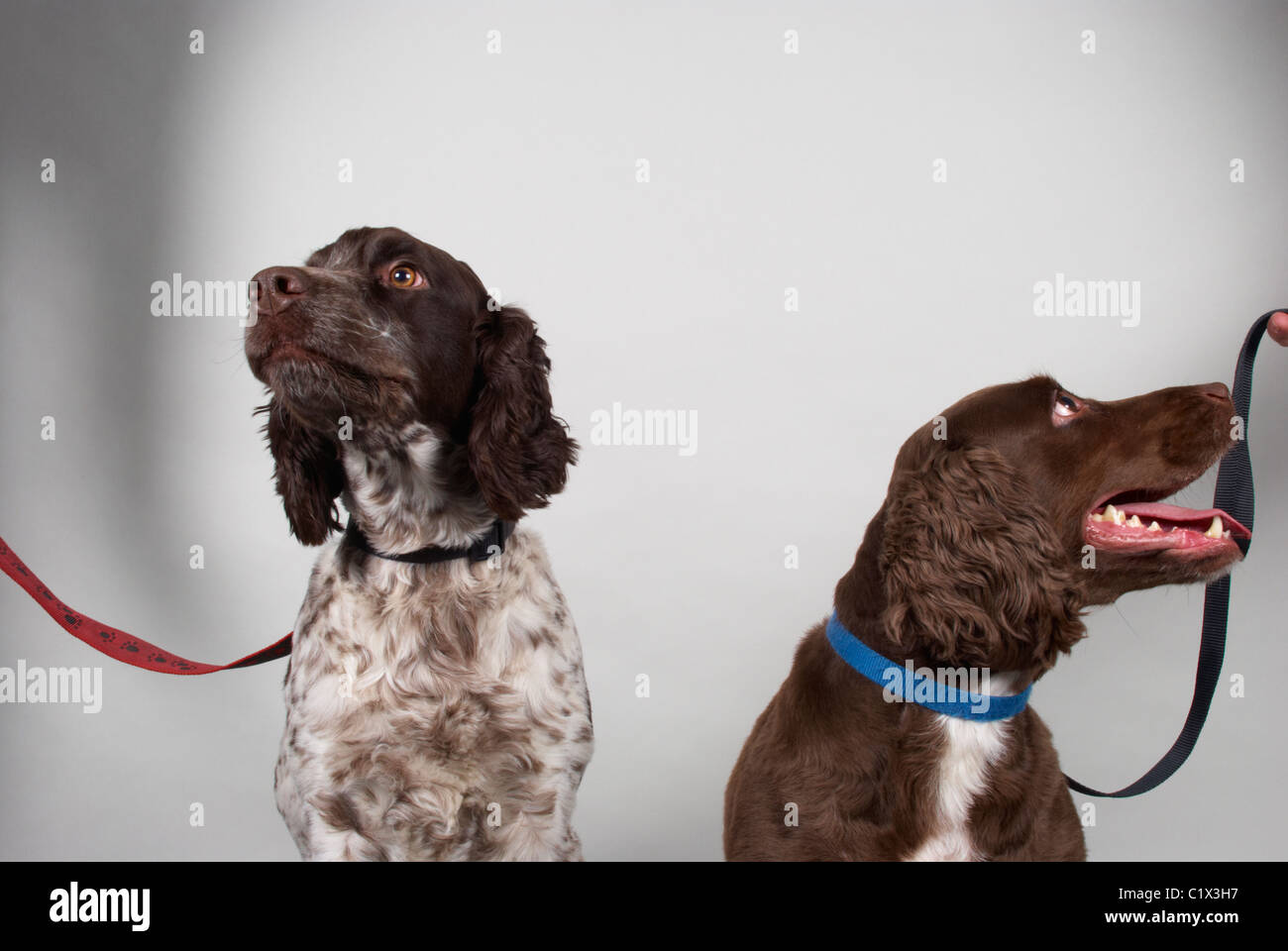 English Cocker Spaniels. Stock Photo