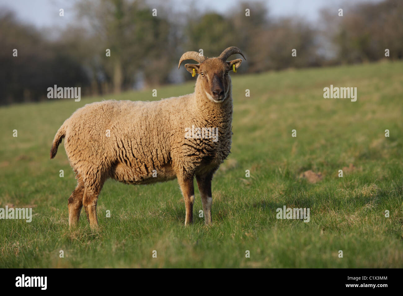 Castlemilk Moorit rare breed sheep Stock Photo Alamy