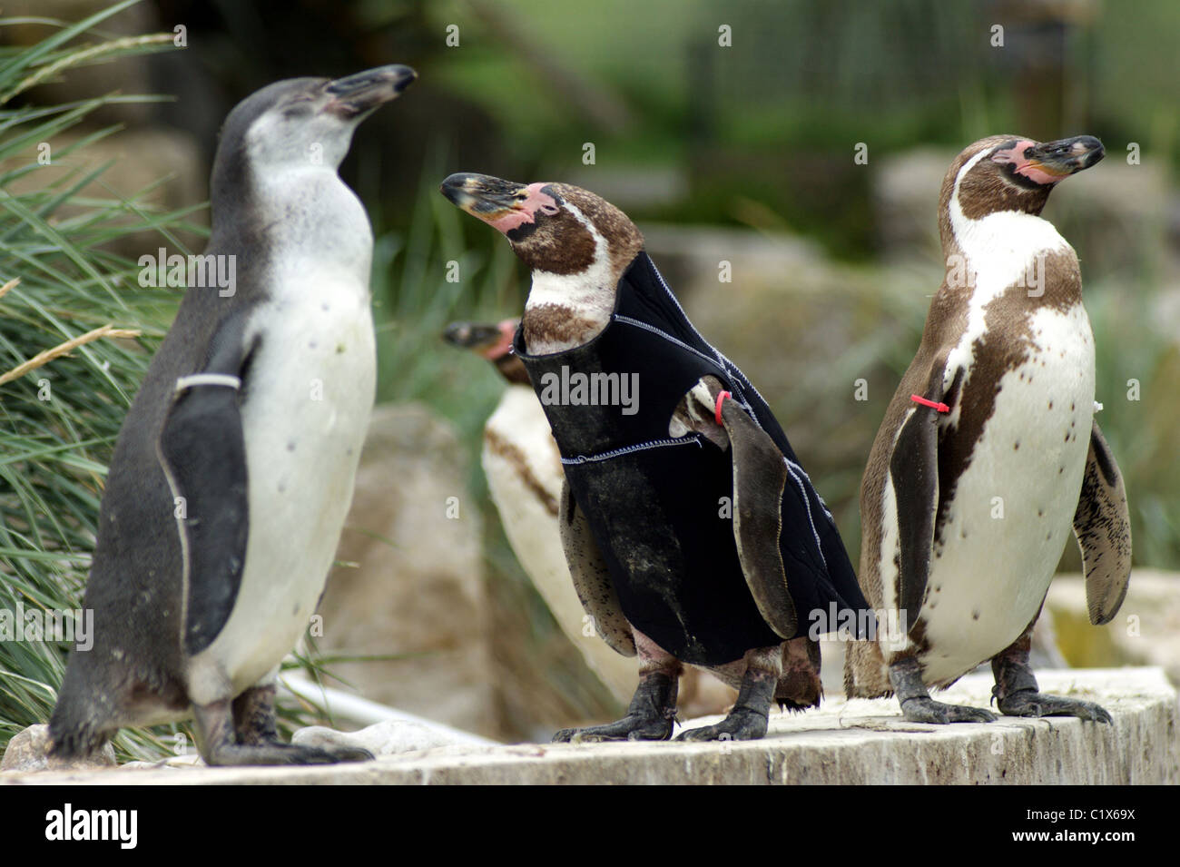 Ralph the Penguin gets a wetsuit A bald penguin at Marwell Wildlife
