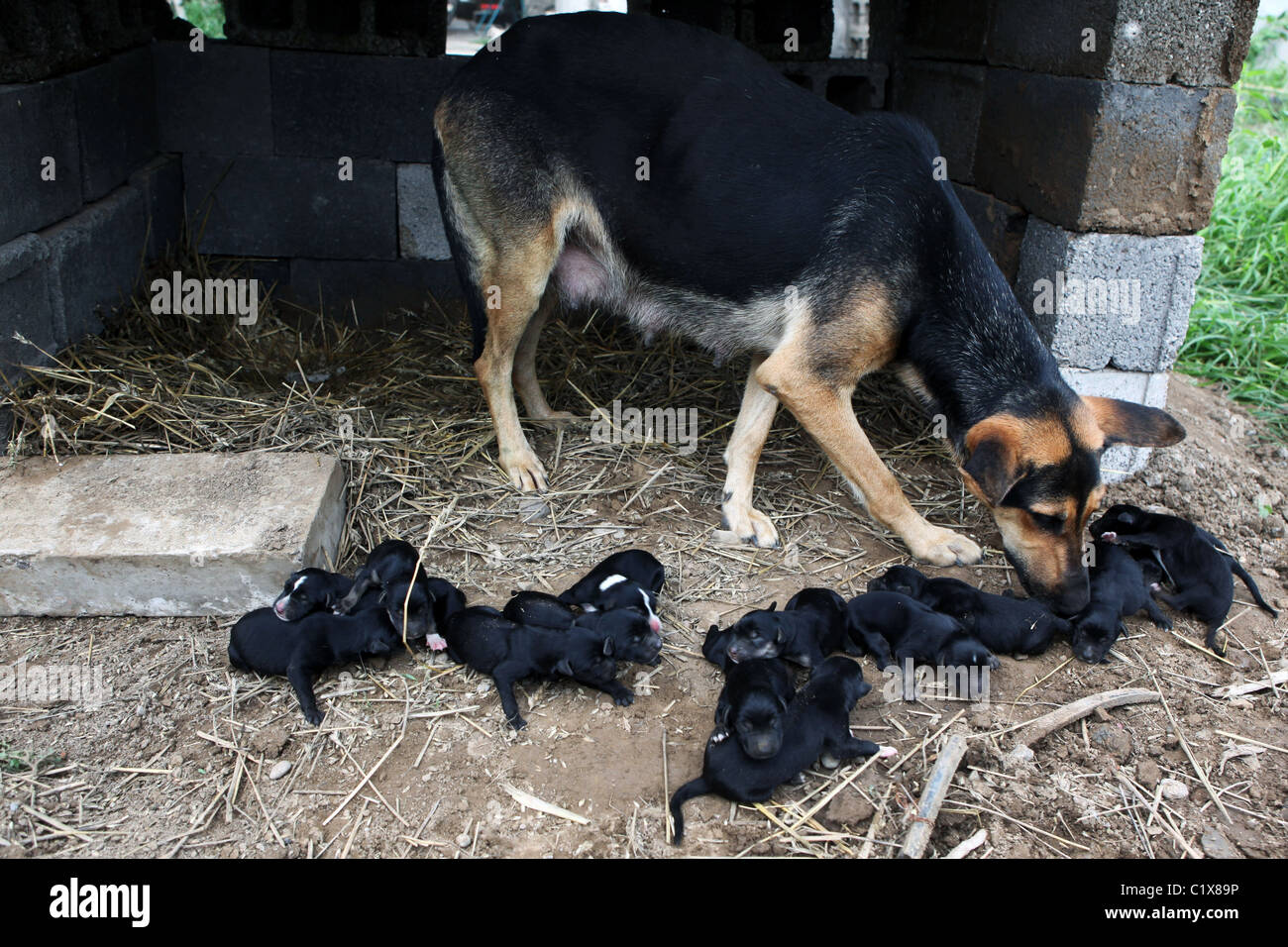 Pick of the litter A female German Shepherd defied mother nature after giving  birth to a healthy litter of puppies in the Stock Photo - Alamy