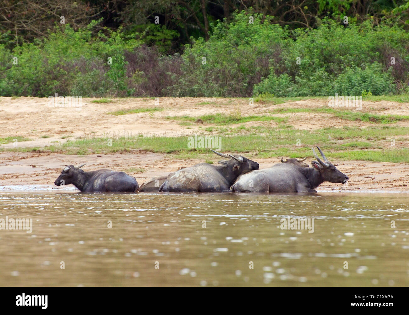 Water buffalo or domestic Asian water buffalo (Bubalus bubalis) Stock Photo