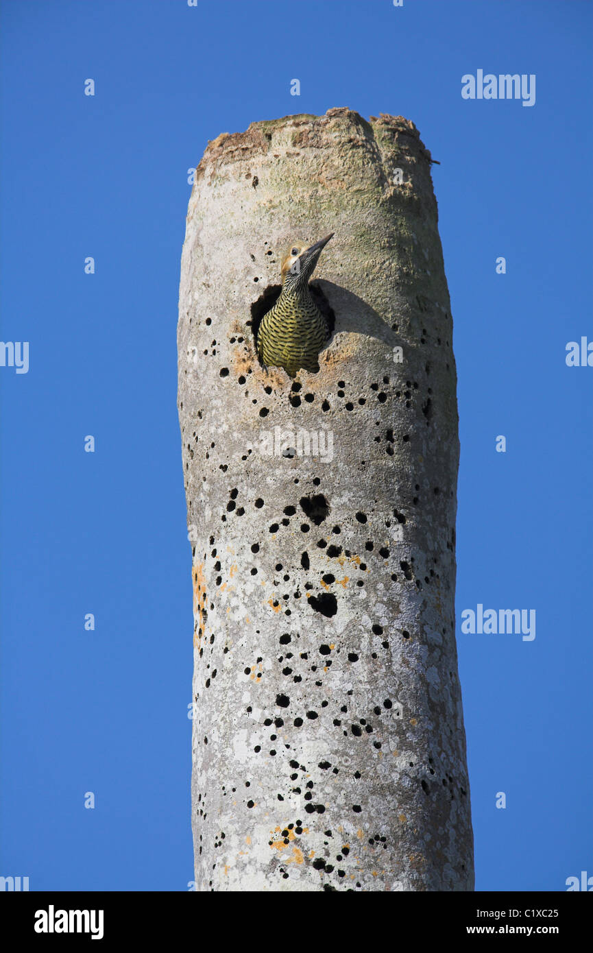 Fernandina's Flicker Colaptes fernandinae male nest hole in dead tree at Bermejas, Republic of Cuba in April. Stock Photo