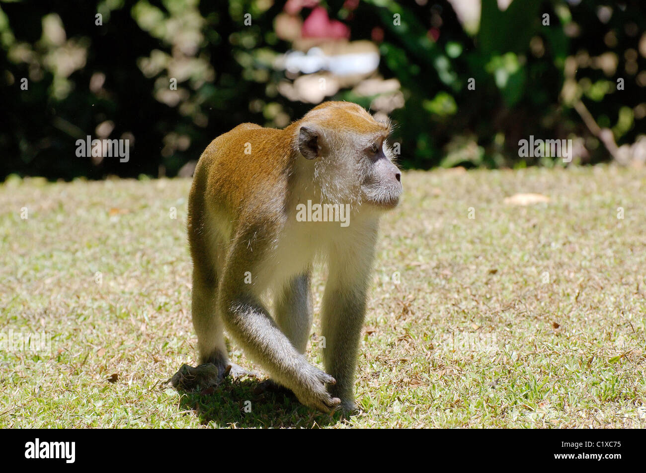 Crab-eating Macaque (Macaca fascicularis) Malaysia Stock Photo