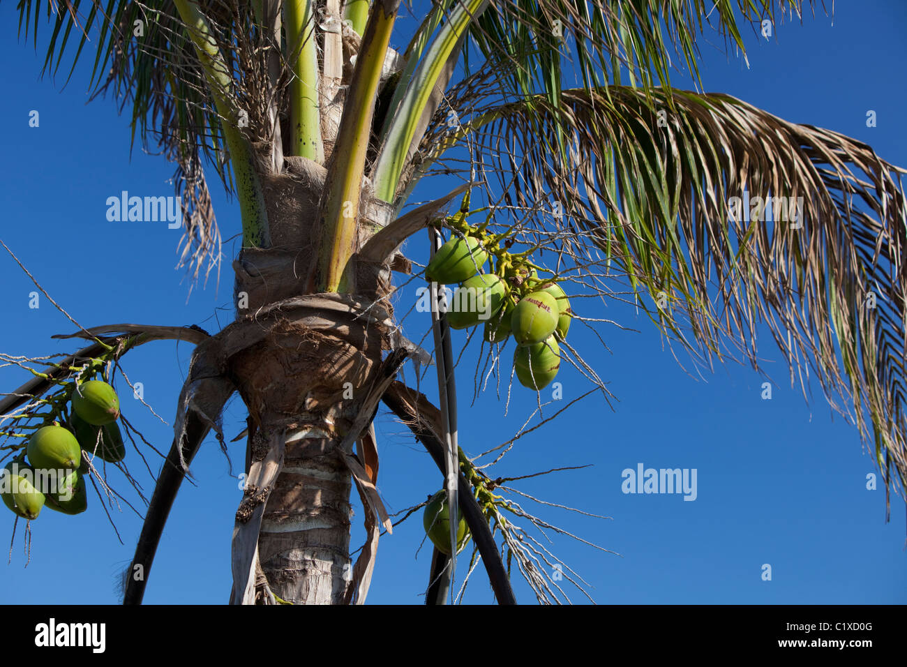 Cropped coconut tree Stock Photo