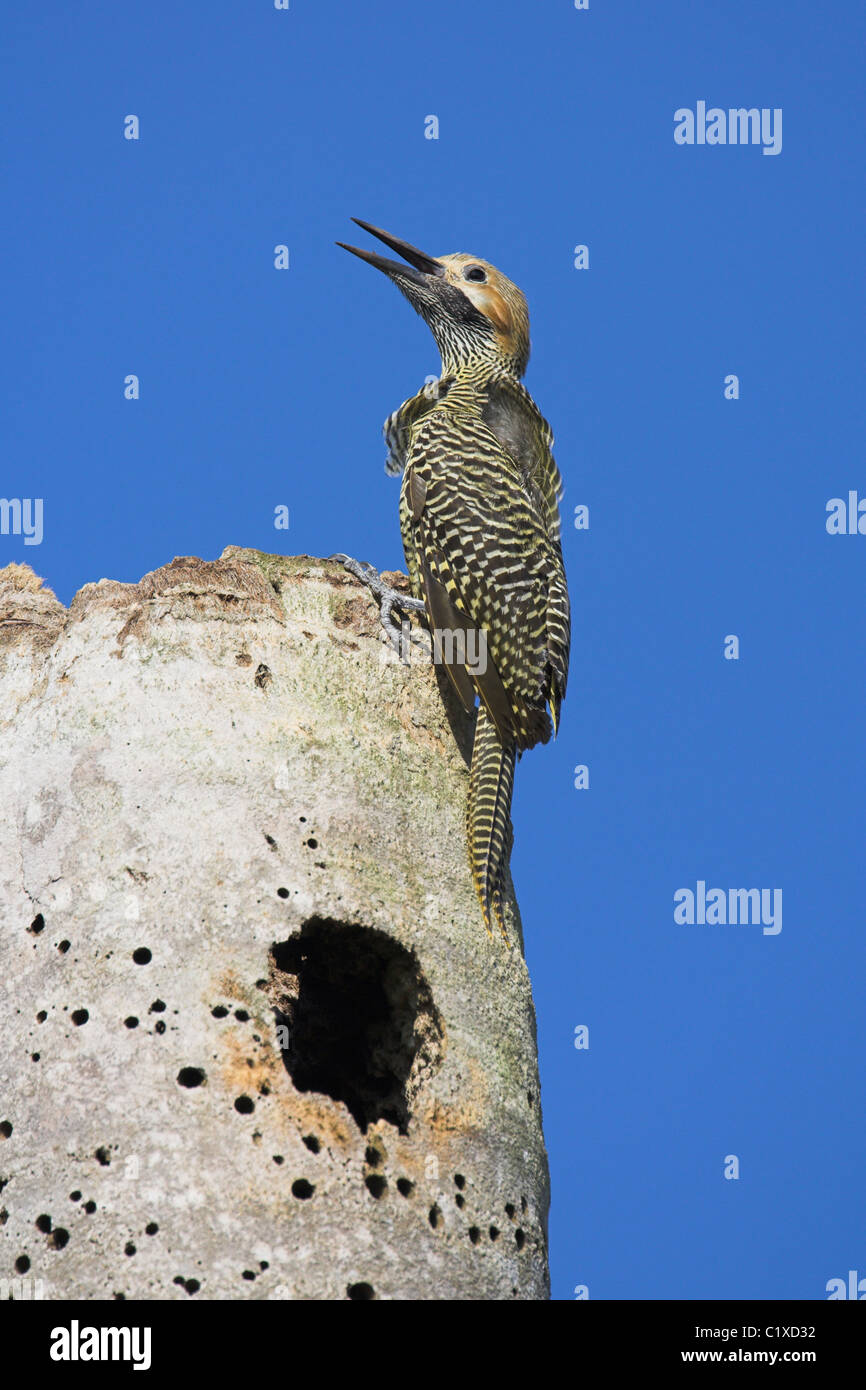 Fernandina's Flicker Colaptes fernandinae male nest site in dead tree at Bermejas, Republic of Cuba in April. Stock Photo