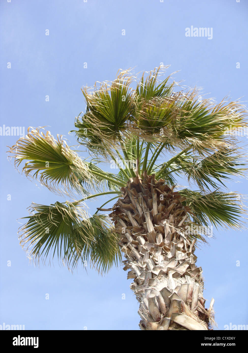 Palm tree in Cyprus with clear blue sky Stock Photo - Alamy