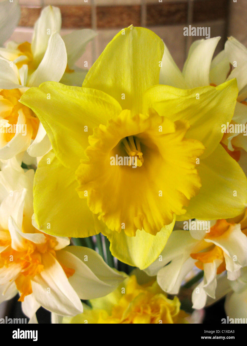 double daffodils with a single yellow daffodil in an arrangement Stock Photo
