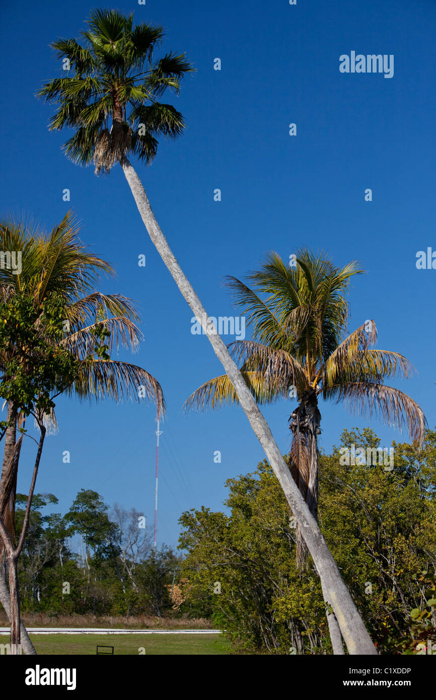 Leaning palm tree, Miami, Florida, USA Stock Photo Alamy