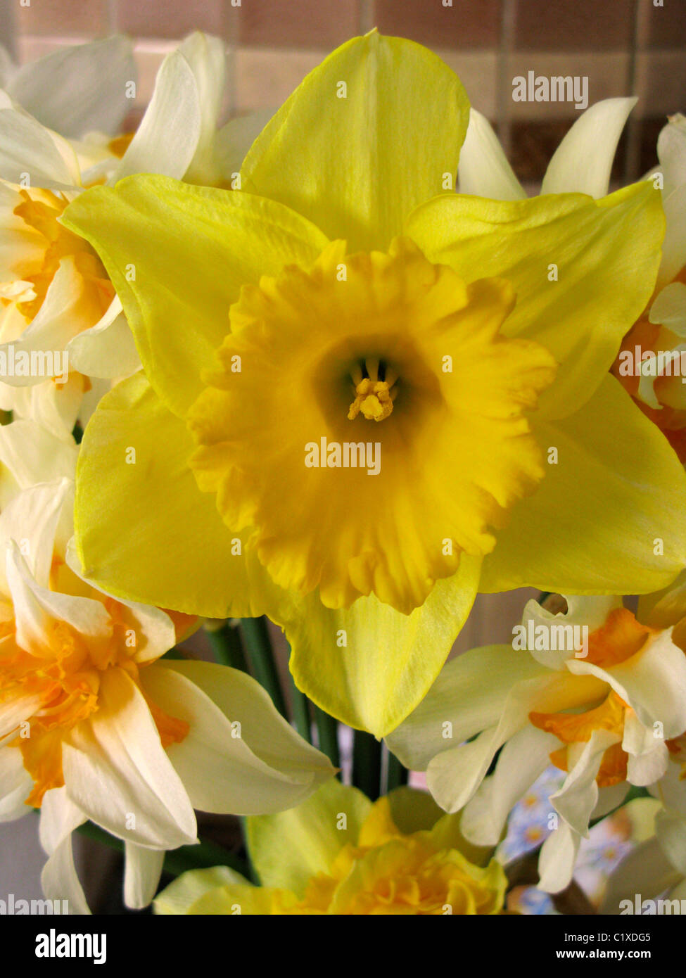 double daffodils with a single yellow daffodil in an arrangement Stock Photo