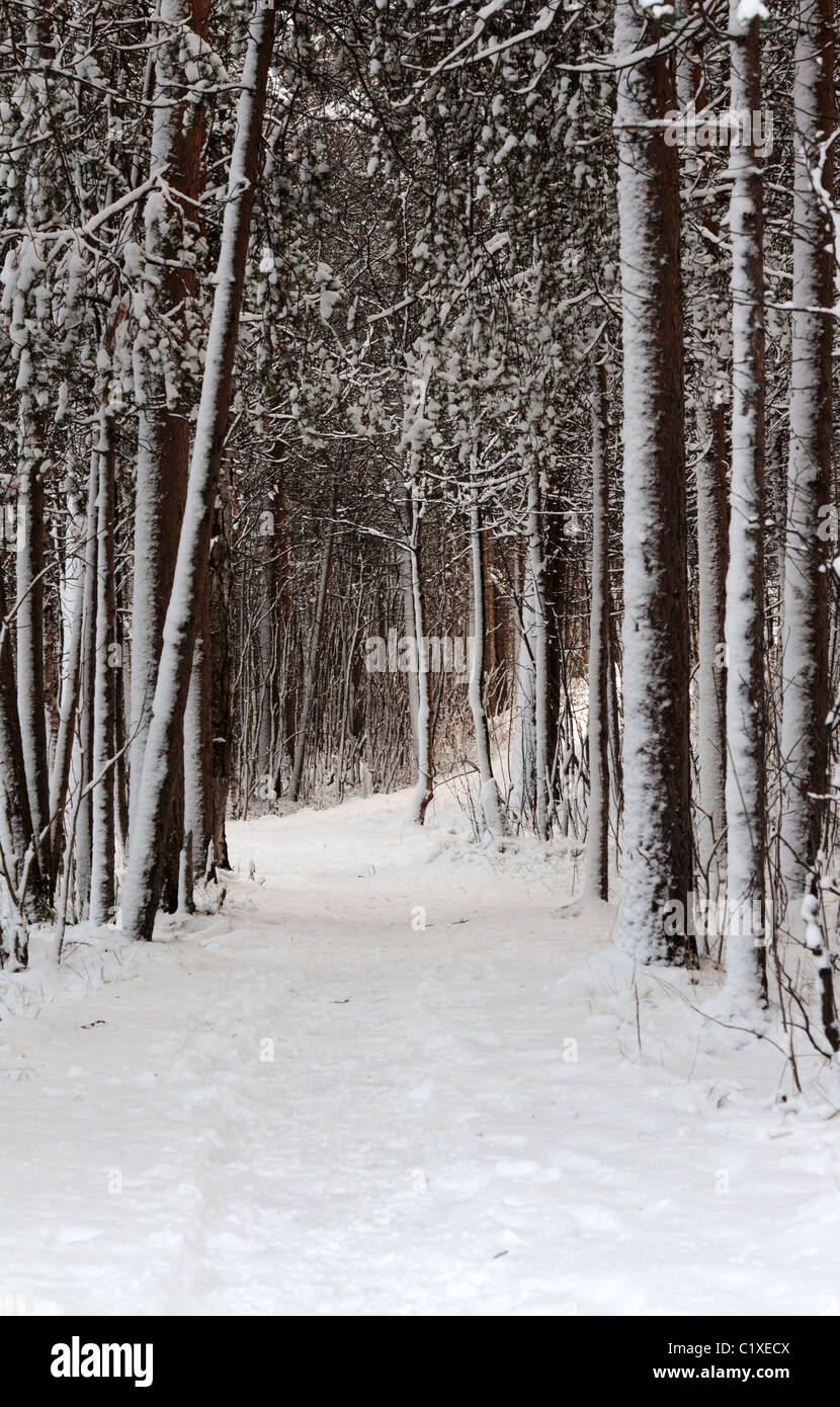 Snow-clad lane in winter wood with pine and spruce Stock Photo