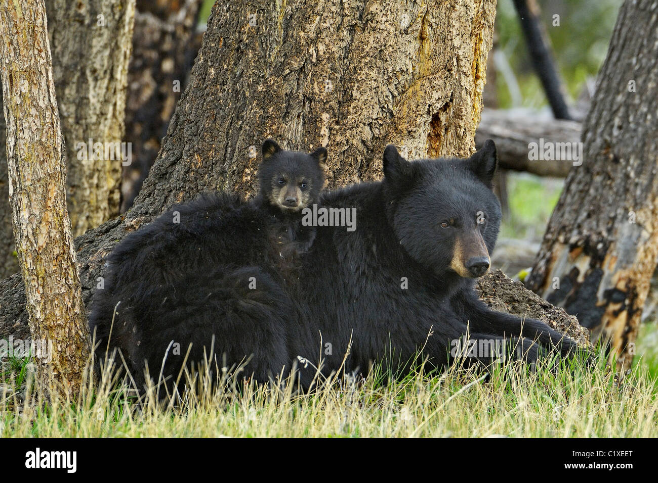 https://c8.alamy.com/comp/C1XEET/cub-aboard-mother-bear-C1XEET.jpg