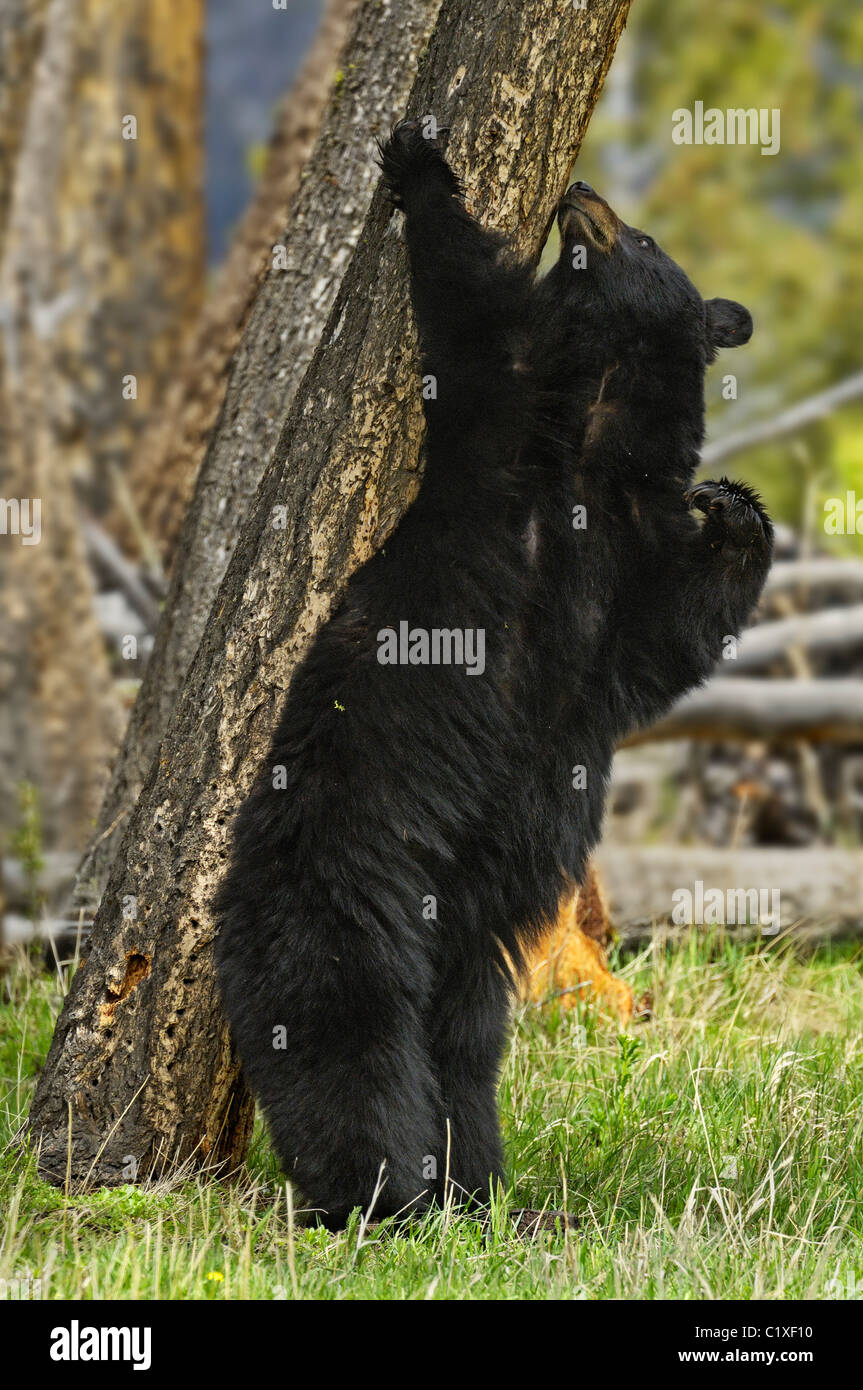 Bear scratch tree hires stock photography and images Alamy