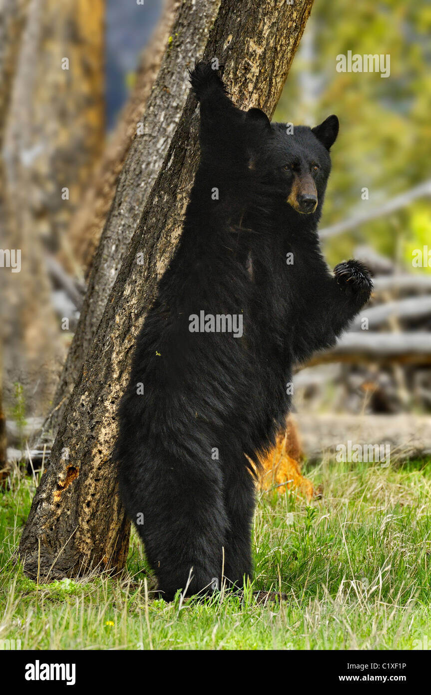 Black Bear Scratching Tree Stock Photo Alamy