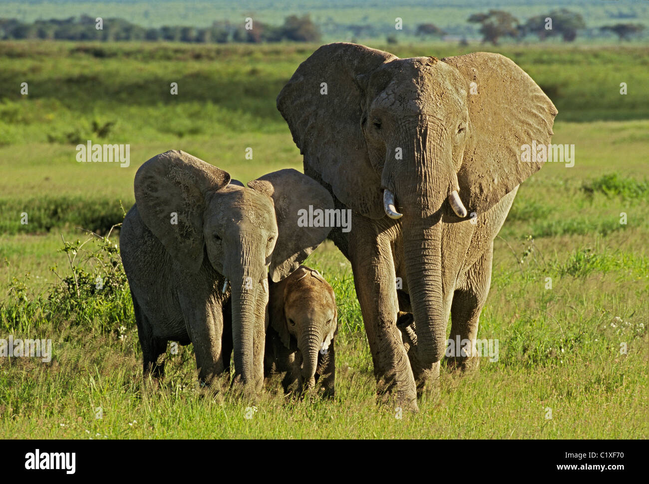 Three generations of Elephants Stock Photo