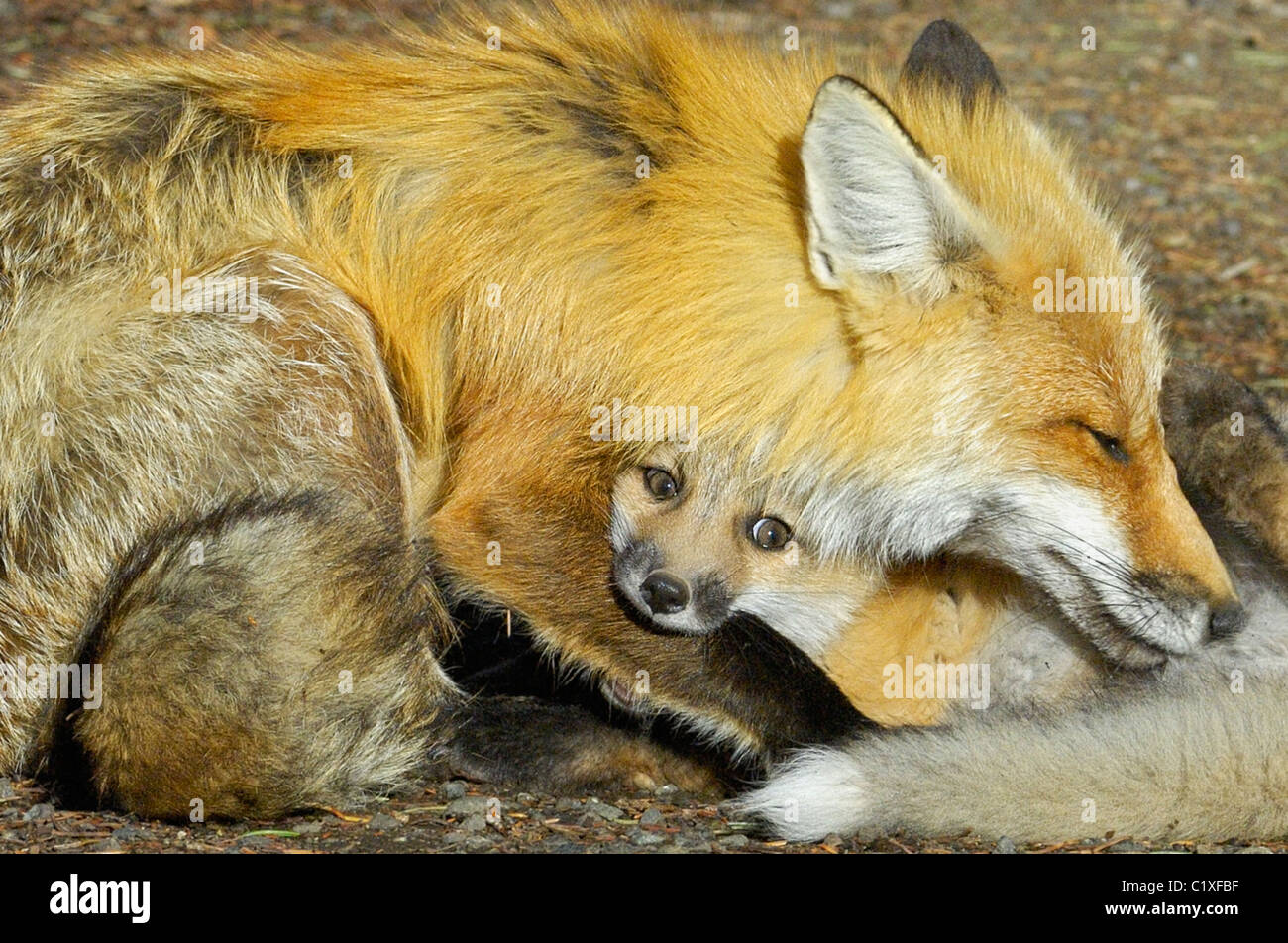 A mother red fox cuddles her baby. Stock Photo
