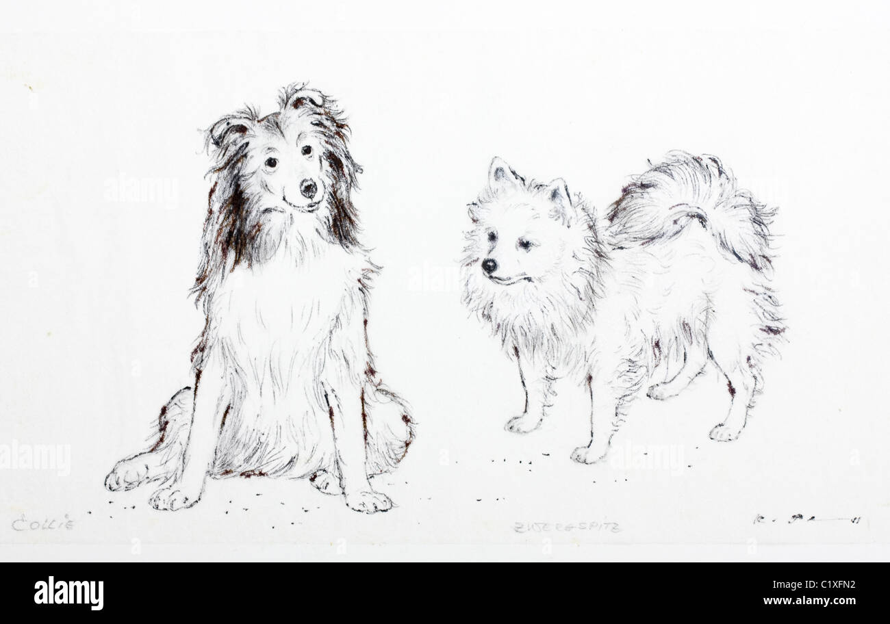 Collie and Pomeranian dog (Zwergspitz) - charcoal on paper by Kurt Tessmann Stock Photo