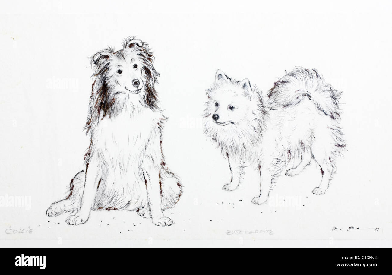 Collie And Pomeranian Dog Zwergspitz Charcoal On Paper By Kurt Collie And Pomeranian Dog Zwergspitz Charcoal On Paper By Kurt