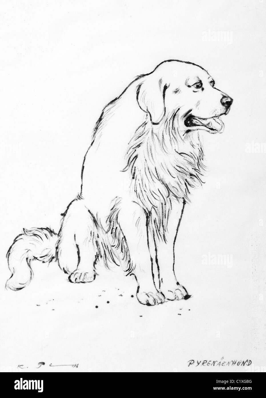 Black pyrenean mountain dog 2025