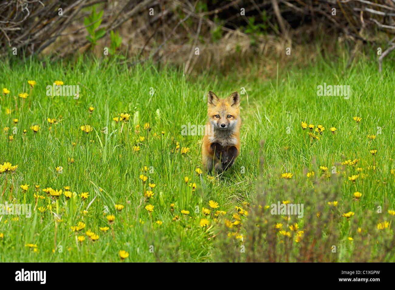 Red Fox kit sprints through spring flowers Stock Photo