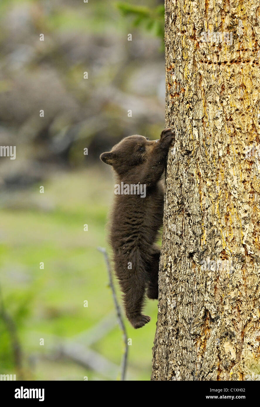 Brown-colored black bear cub climbing a mature fir tree in Yellowstone