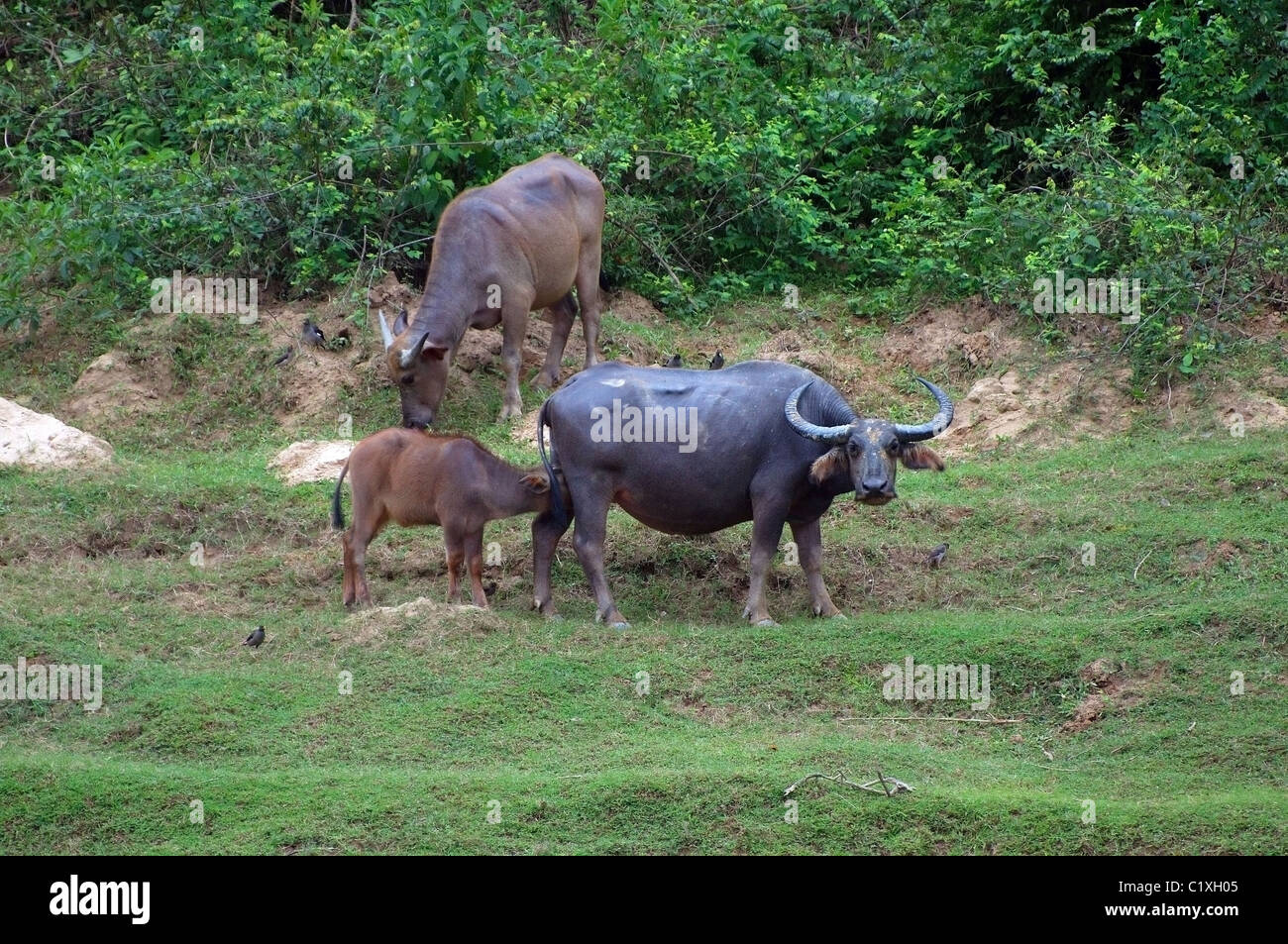 Water buffalo or domestic Asian water buffalo (Bubalus bubalis) Stock Photo