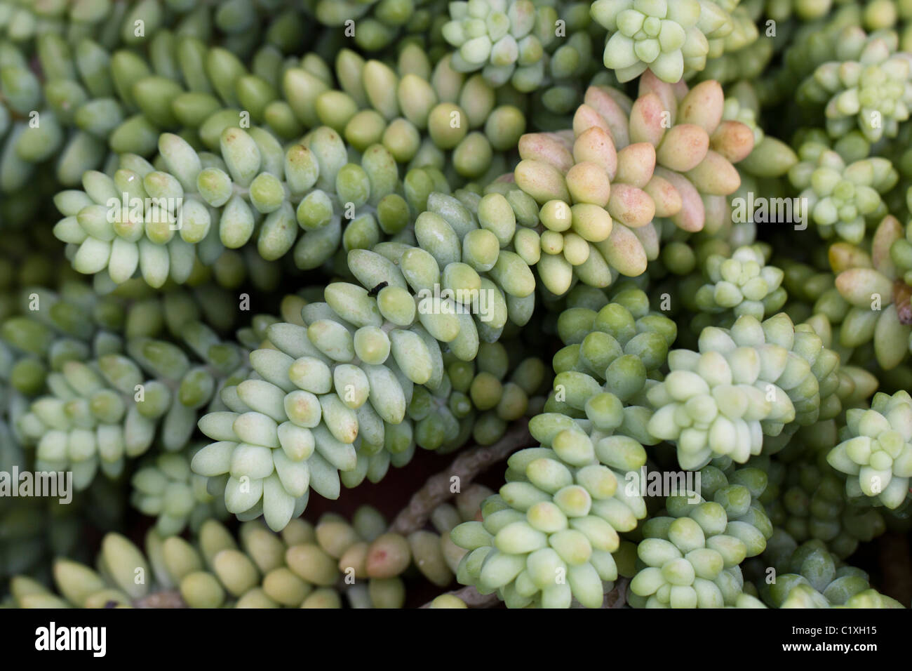 Burro's Tail or Jelly Bean Plant it's the name of this succulent plant. Stock Photo