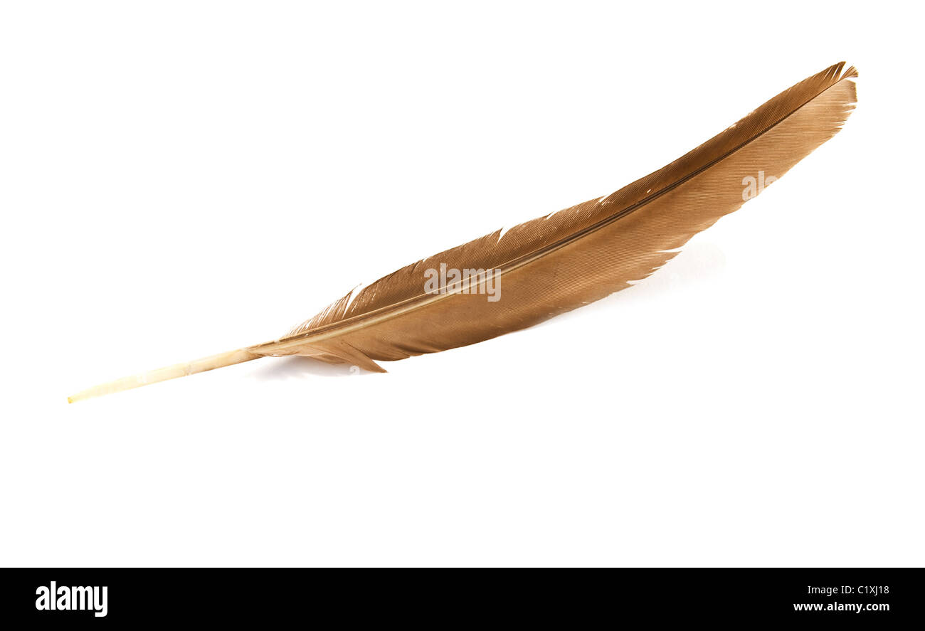feather is isolated on a white background Stock Photo - Alamy