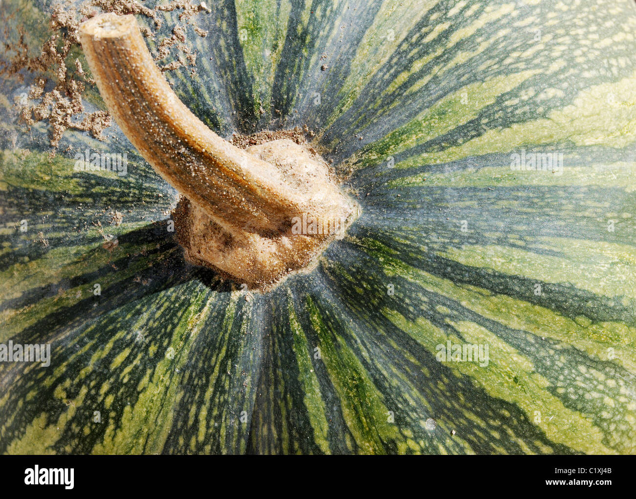 Detail of a large green gourd and it's stalk Stock Photo