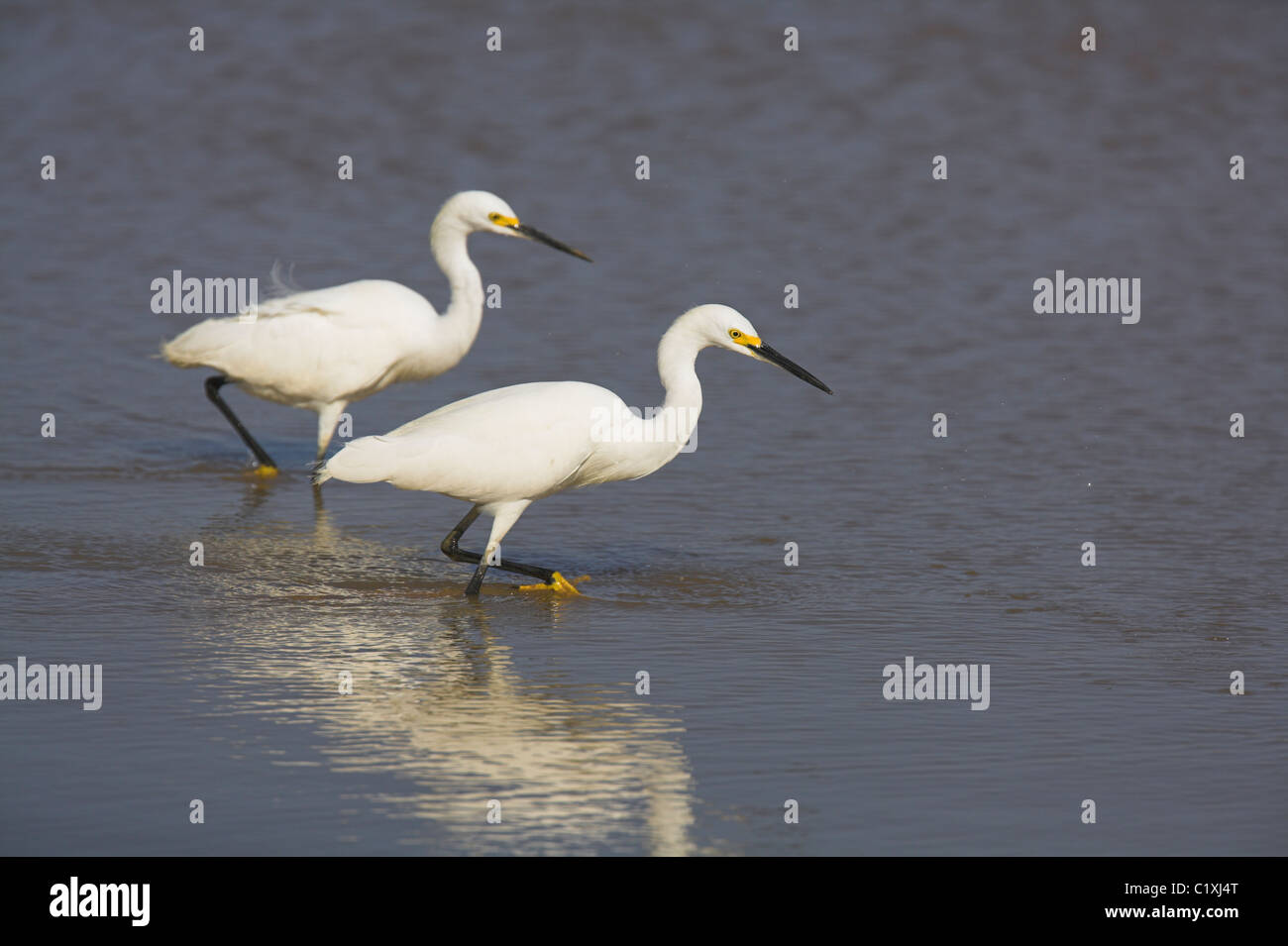 Snowy Egret Egretta thula Stock Photo - Alamy