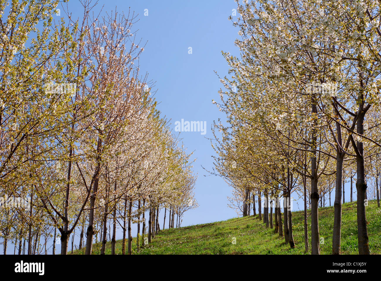 Line of springtime blooming trees on the hillside Stock Photo