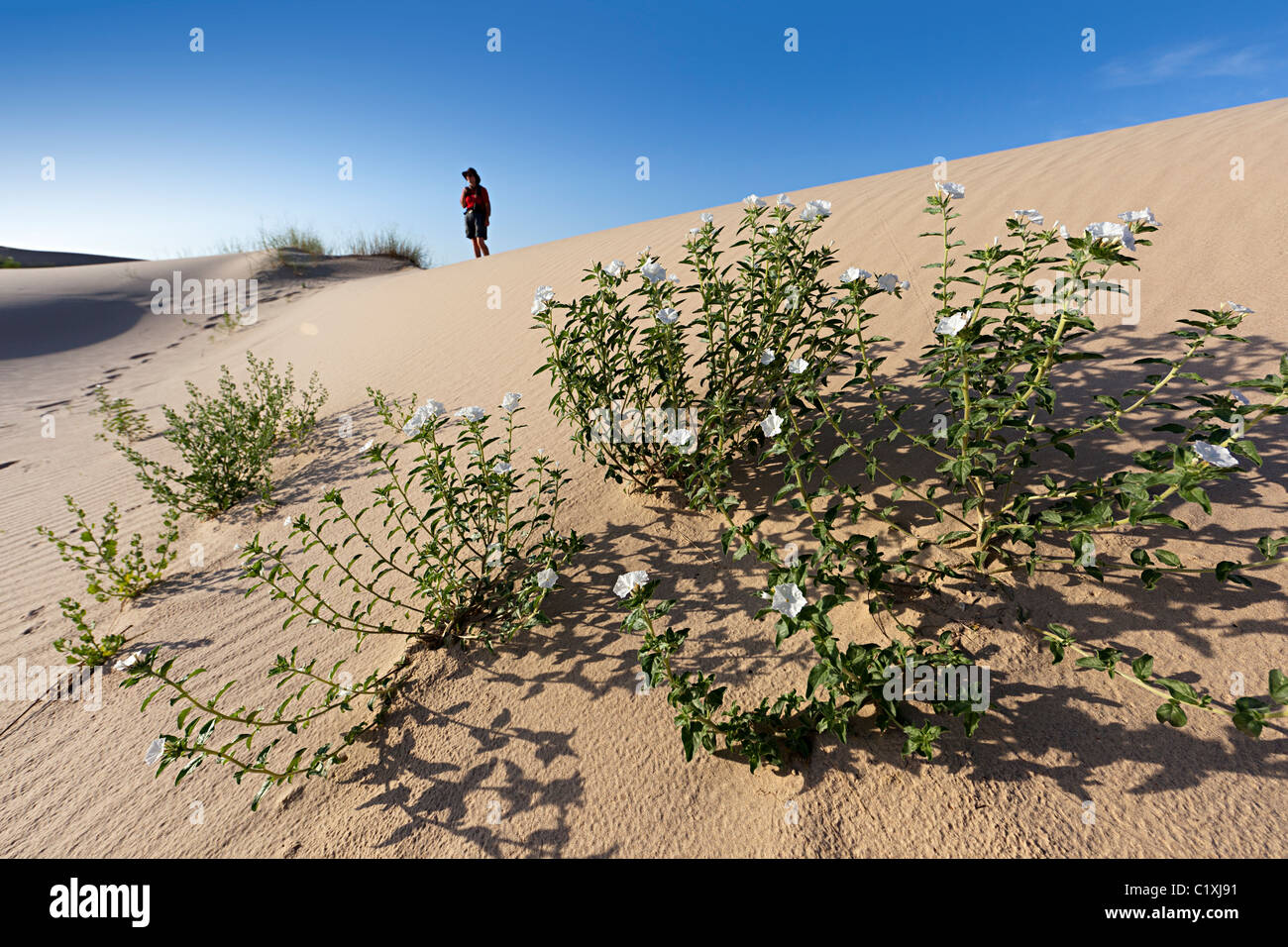 Sweet-scented Heliotrope Heliotropium convolvulaceum with person standing on dune Monahans Sand Hills State Park Texas USA Stock Photo