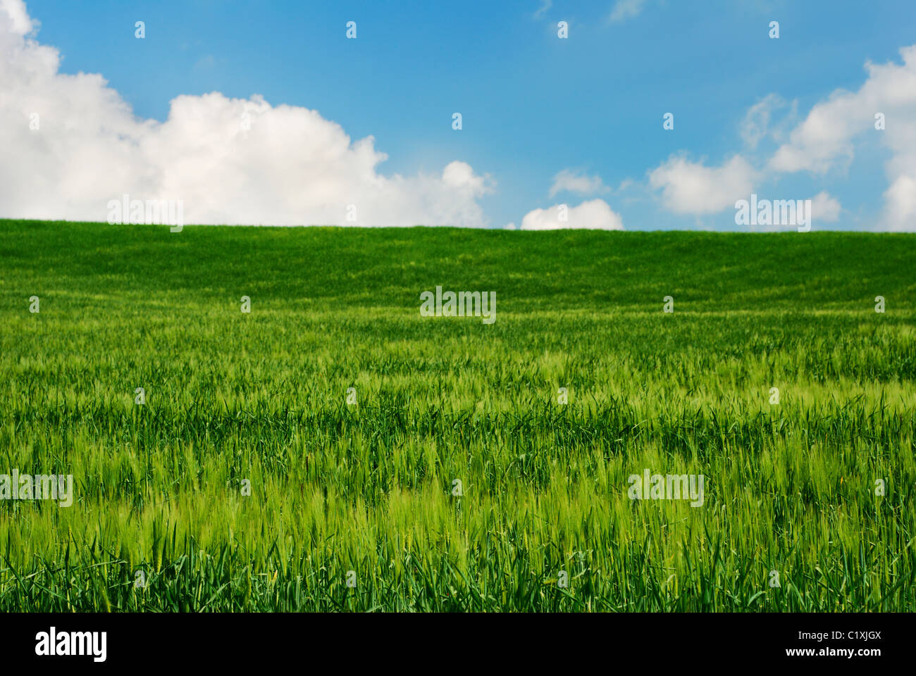 Bright green wheat field in late spring with blue and white sky Stock Photo