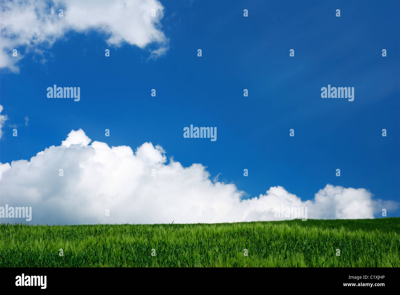 Green wheat field and blue and white sky Stock Photo