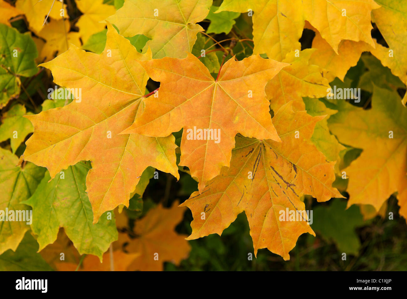 Yellow sheet of the maple fall weather Stock Photo Alamy