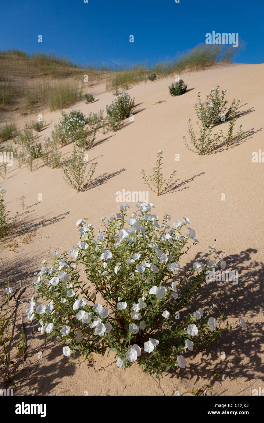 Sweet-scented Heliotrope Heliotropium convolvulaceum Monahans Sand Hills State Park Texas USA Stock Photo