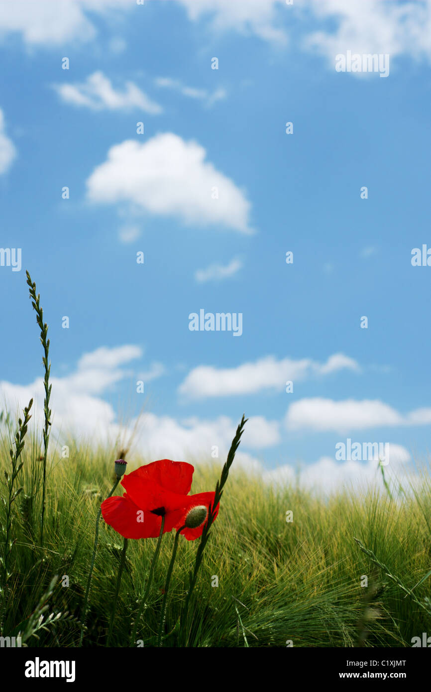 Red poppy in a wheat field under blue sky Stock Photo - Alamy