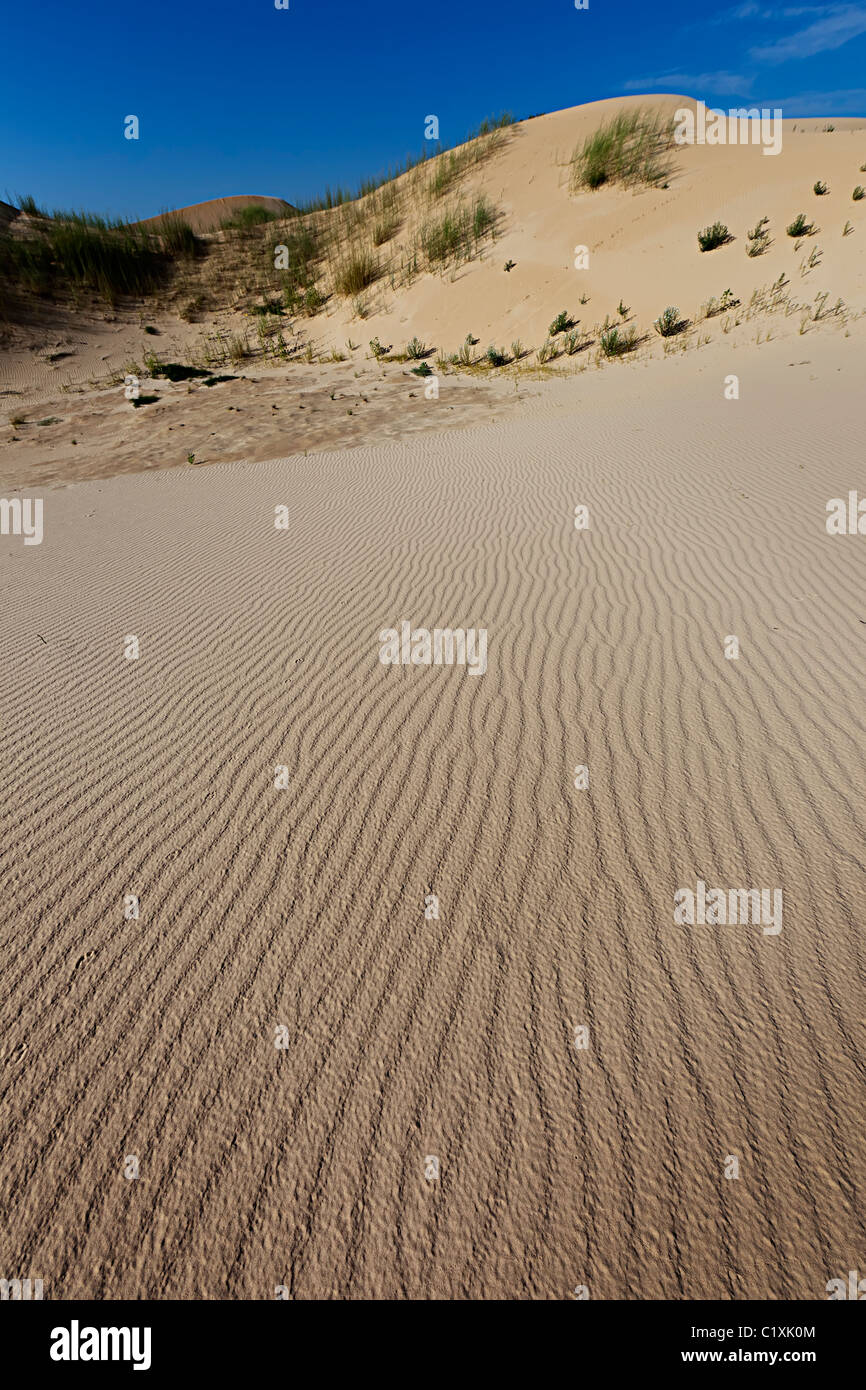 Wind ripple marks in sand dunes Monahans Sand Hills State Park Texas USA Stock Photo