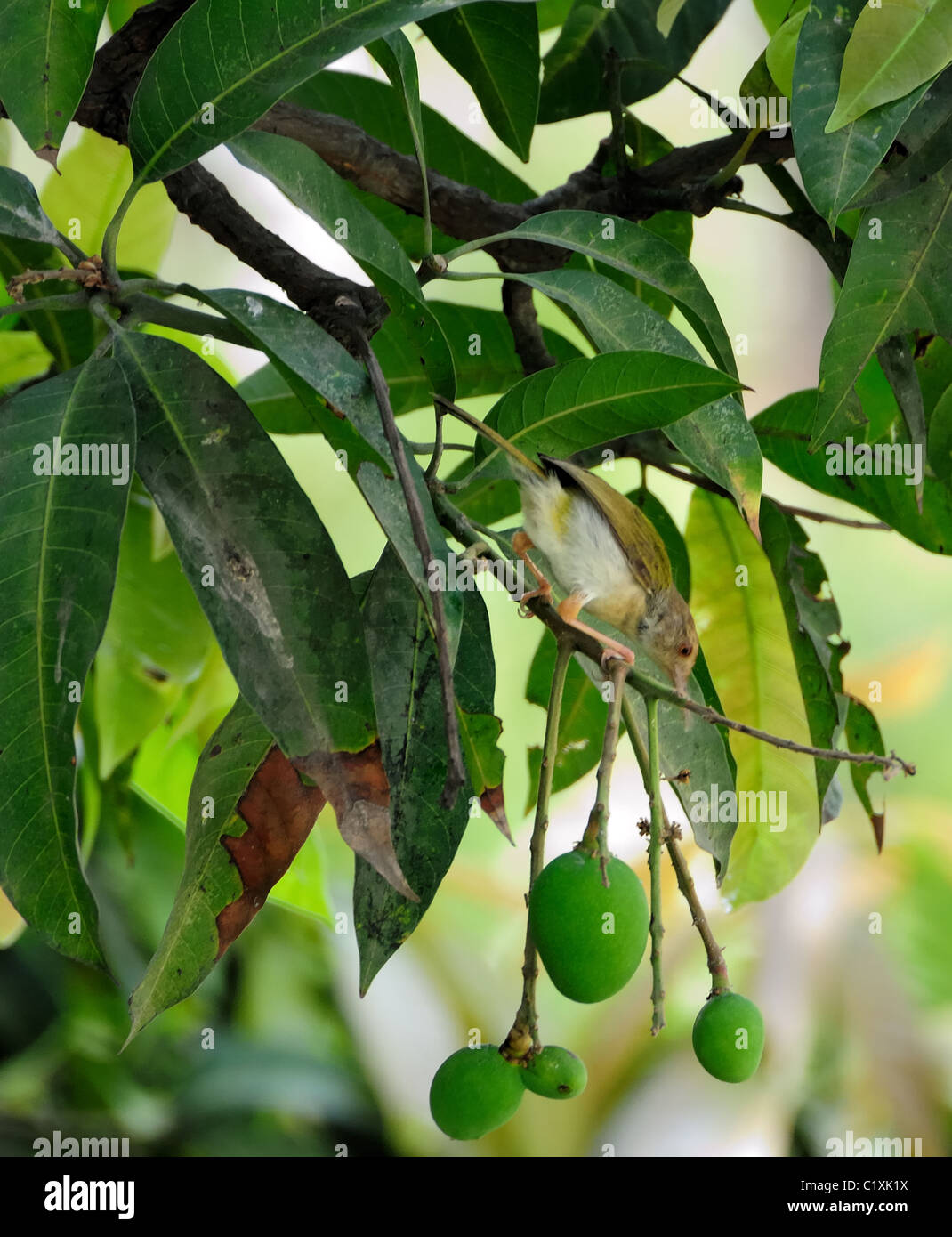 A tailor bird, Orthotomus sutorius, on a mango tree branch with green mangoes with copy space Stock Photo