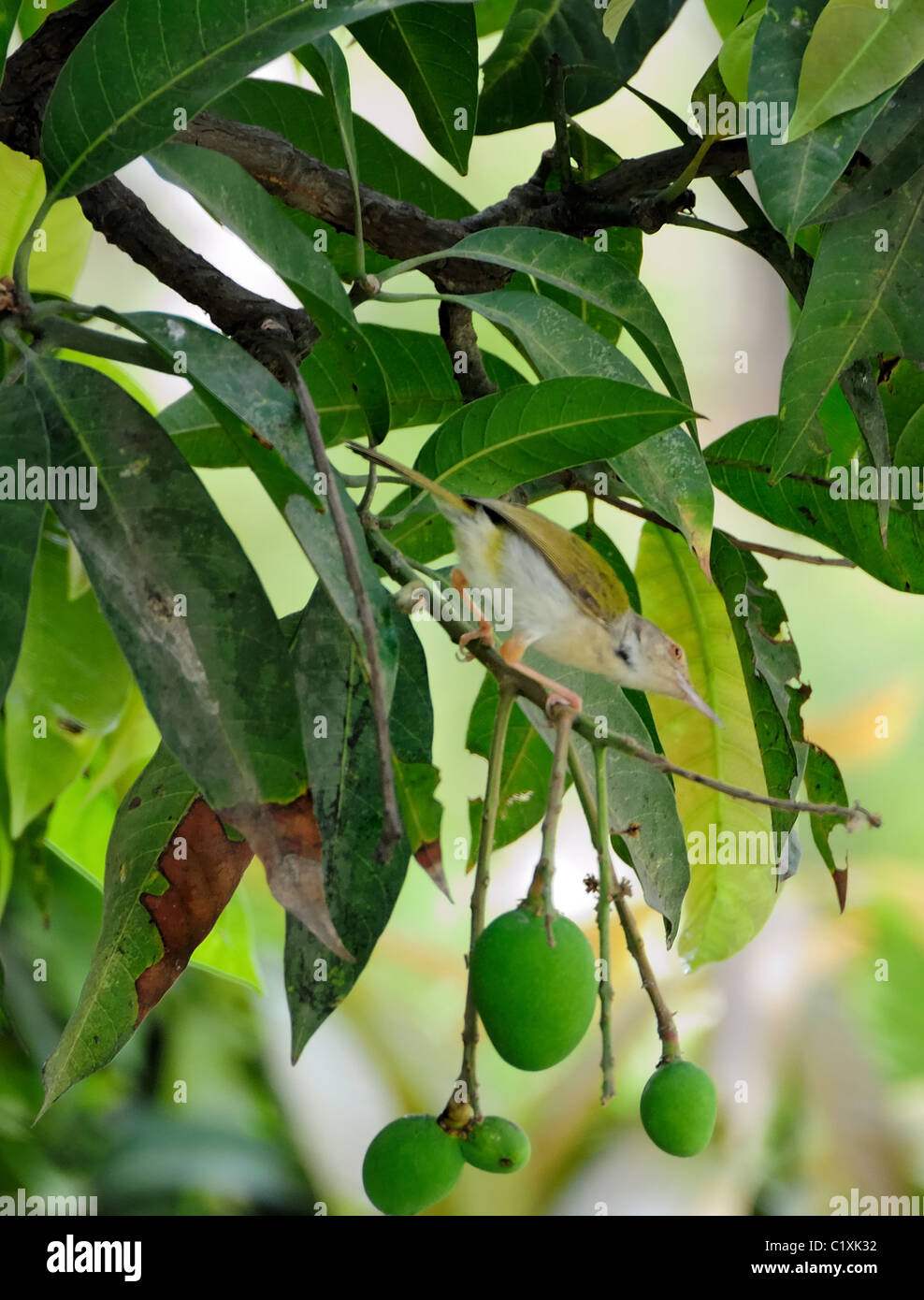 A tailor bird, Orthotomus sutorius, on a mango tree branch with green mangoes with copy space Stock Photo