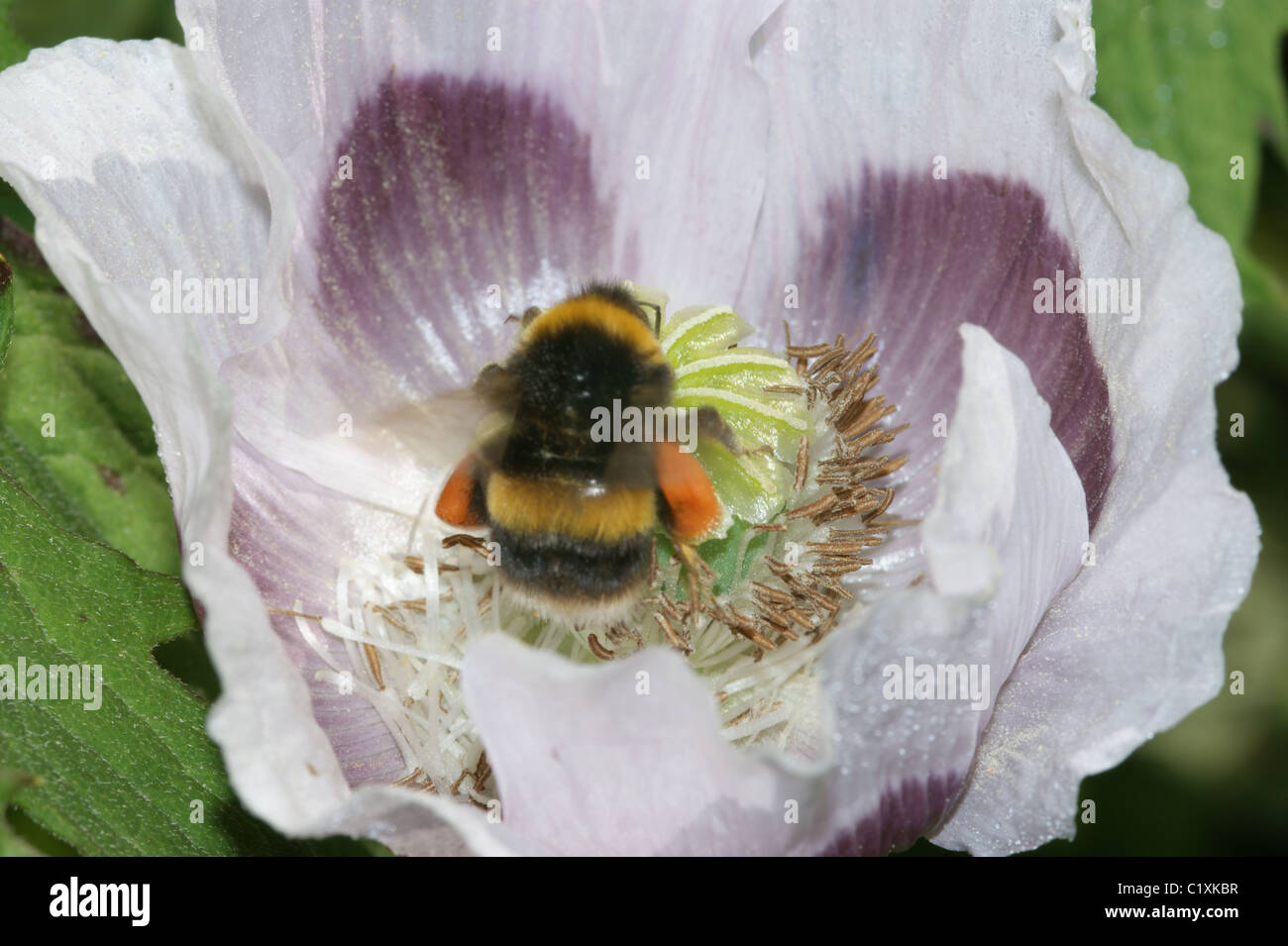 Papaver somniferum  Buff-tailed Bumble Bee Stock Photo