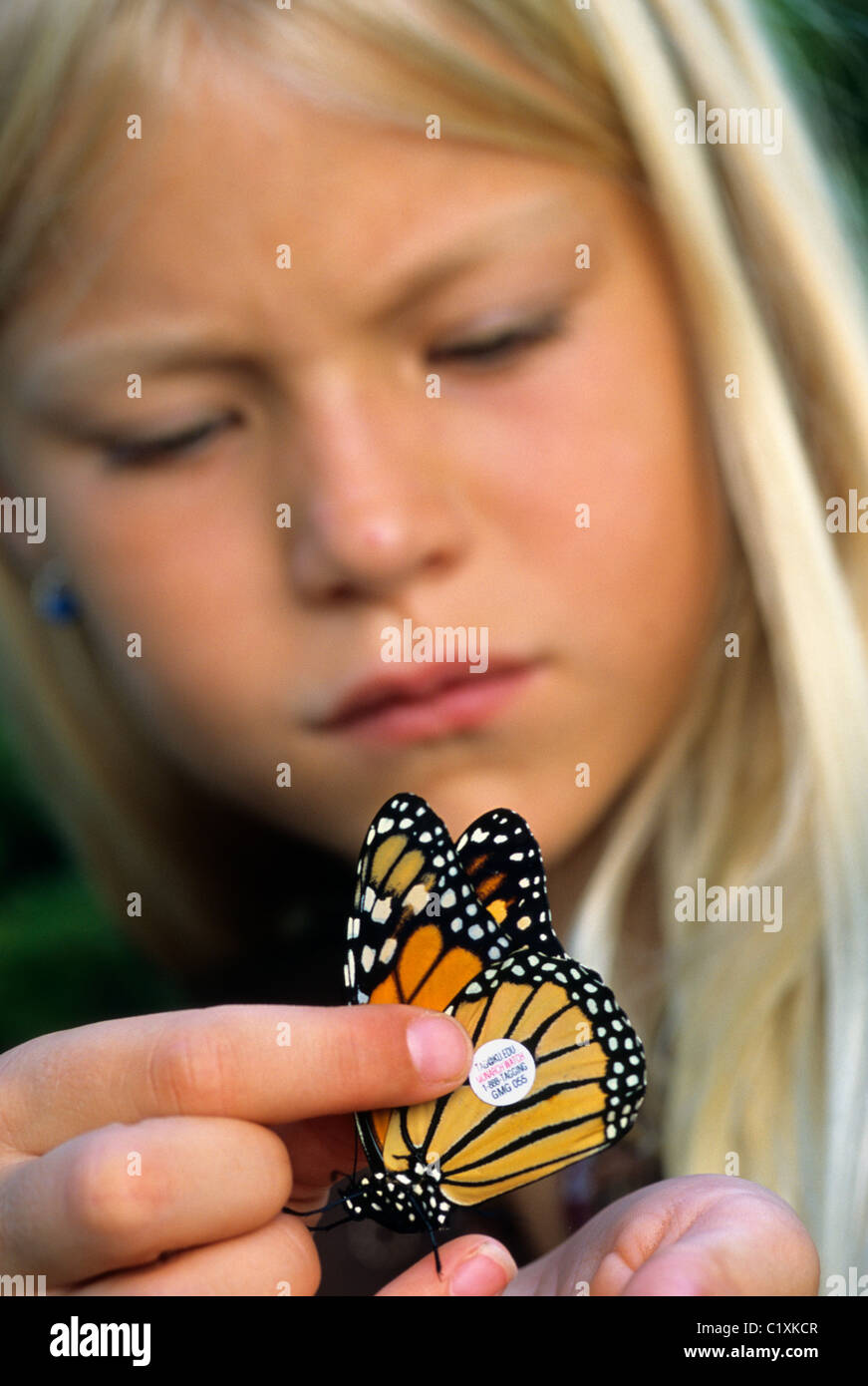 YOUNG GIRL BANDS A MONARCH BUTTERFLY AS PART OF SCHOOL PROJECT IN MINNESOTA.  SUMMER. Stock Photo